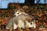 ALASKAN MALAMUTE 571
